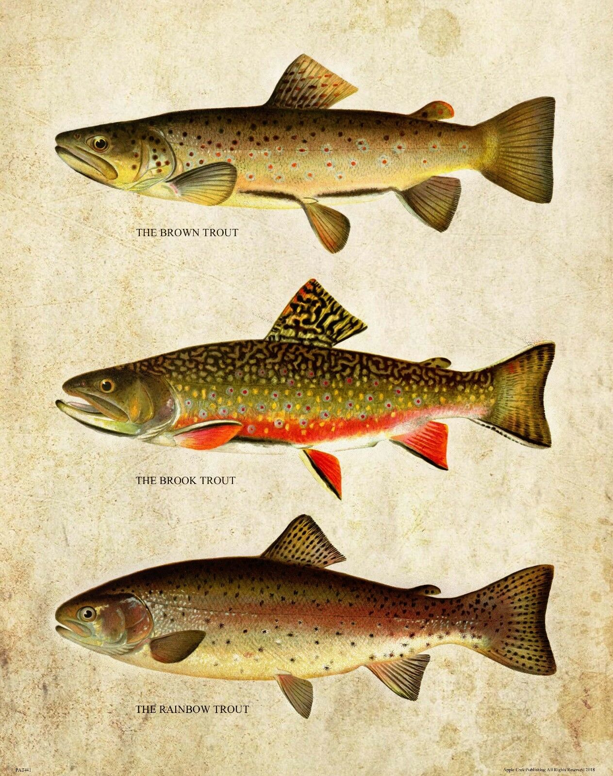 Aquarium Fish Poster - Vintage Forelle Fliegenfischen Kunst Bild Druck