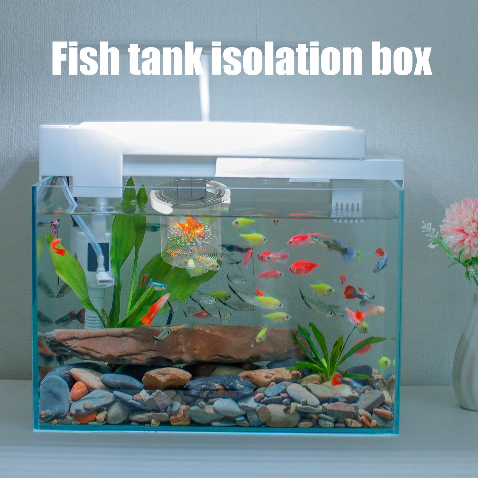 Fischzuchtbox, schwimmende Aqu – Aquarium Fish Eggs Bewertung und Preis