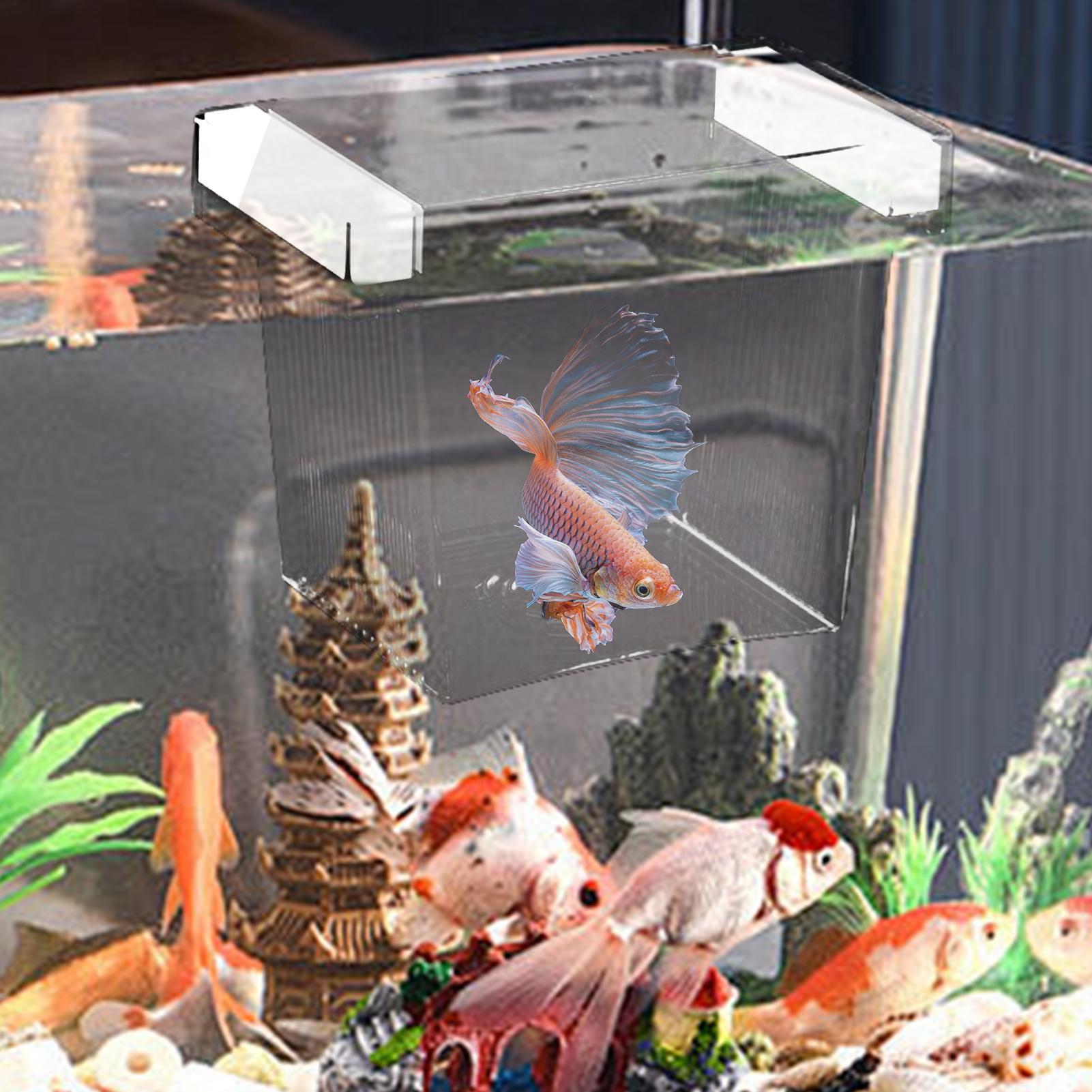 Fischzuchtbox, schwimmende Aqu – Aquarium Fish Eggs Bewertung und Preis