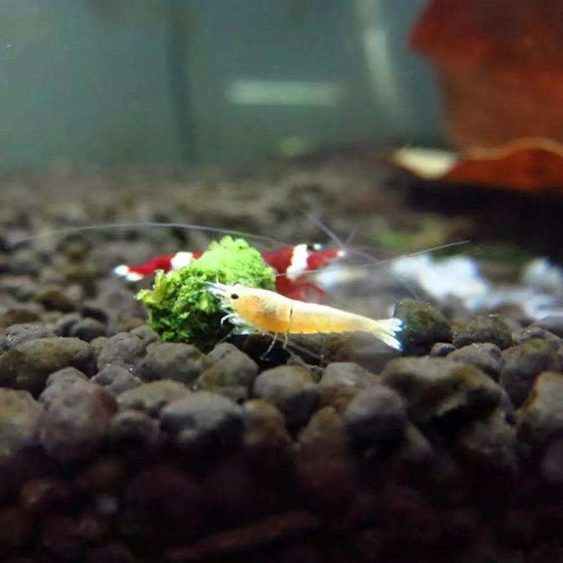 Spinat-Garnelenfutter, Ziergar – Aquarium Fish Eggs Bewertung und Preis