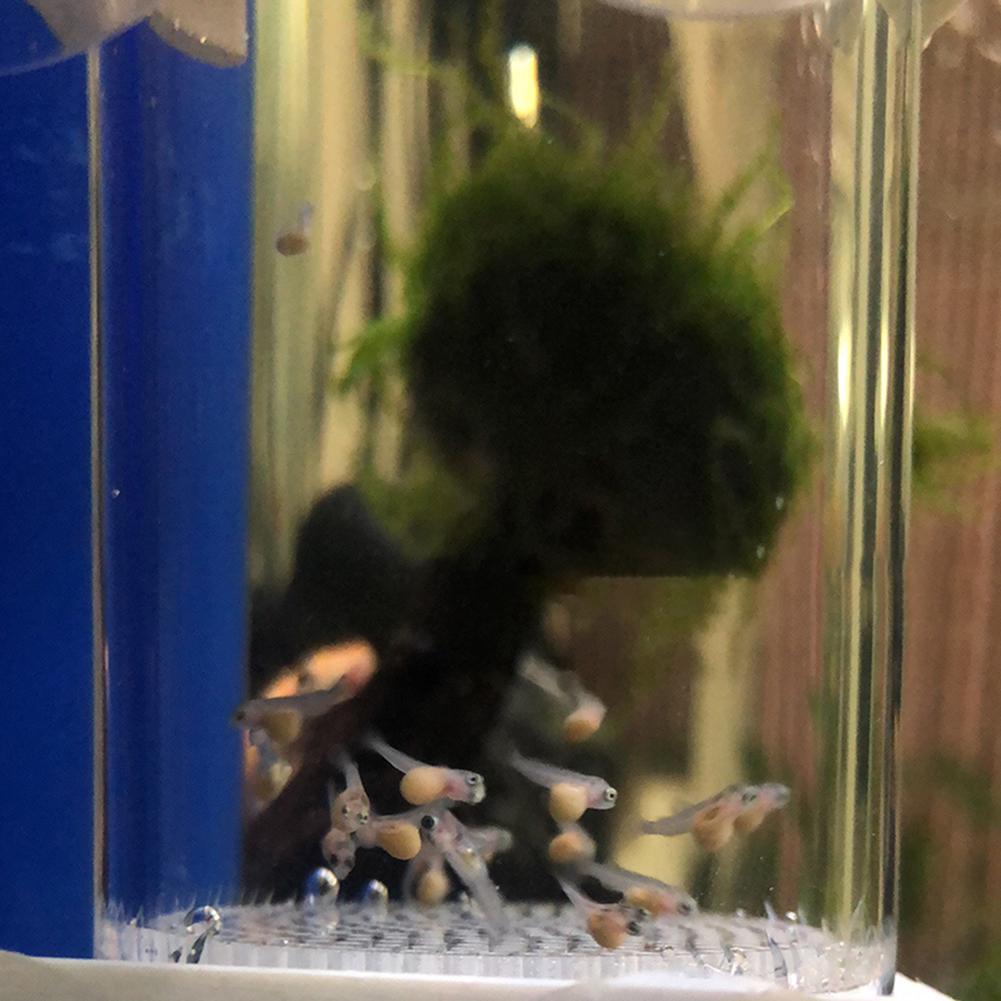 40mm Inkubator für Fischeier,  – Aquarium Fish Eggs Bewertung und Preis
