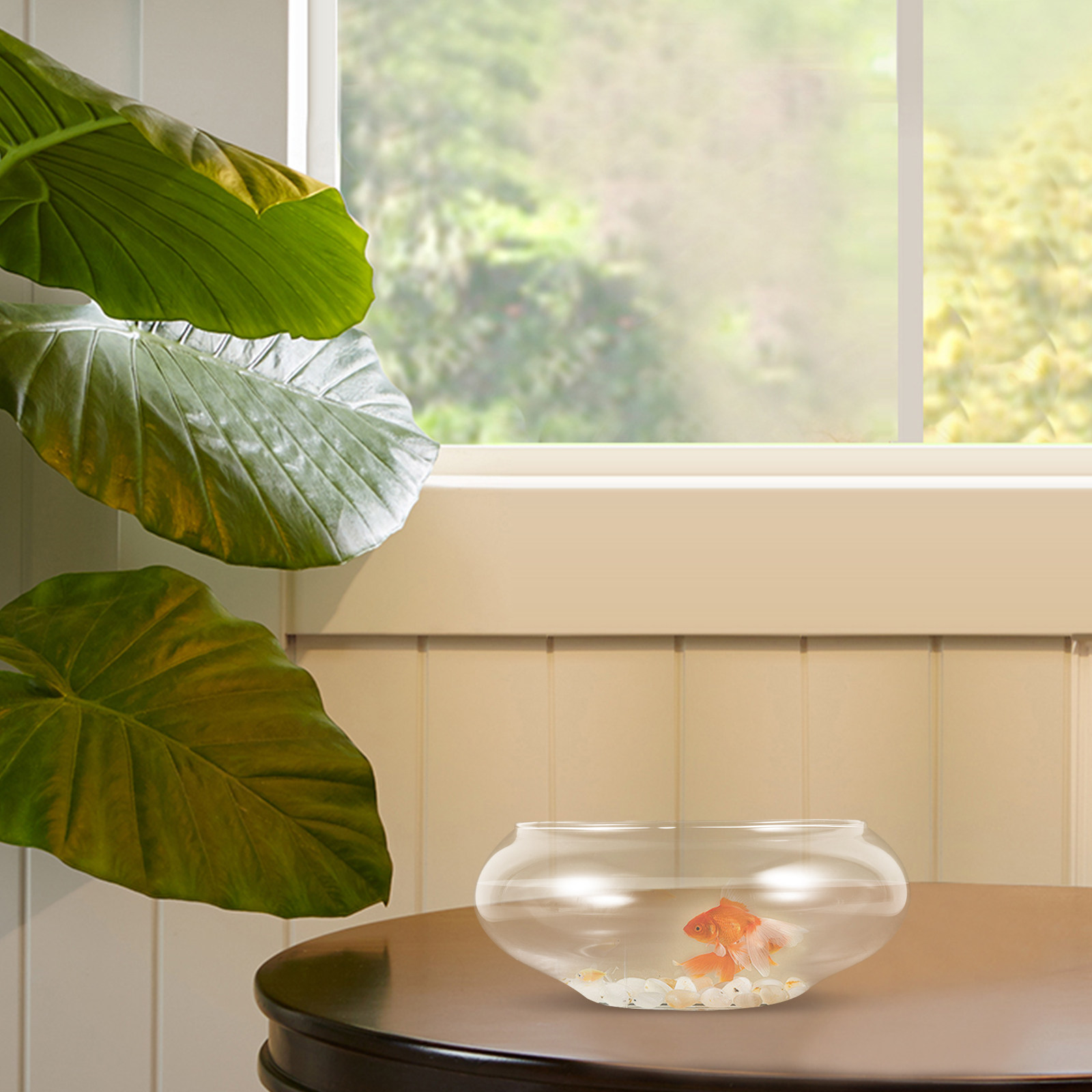 Klares Glas-Fischbecken Rundes – Aquarium Fish Goldfish Bewertung und Preis