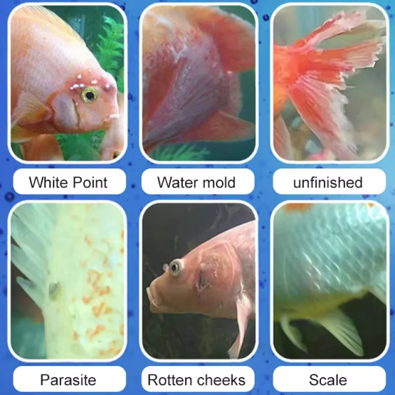 SIKEZHAN Behandlung von Fische – Aquarium Fish Medicine Bewertung und Preis