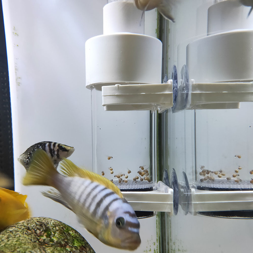40mm Aquarium Ziklidenaufzucht – Aquarium Fish Eggs Bewertung und Preis