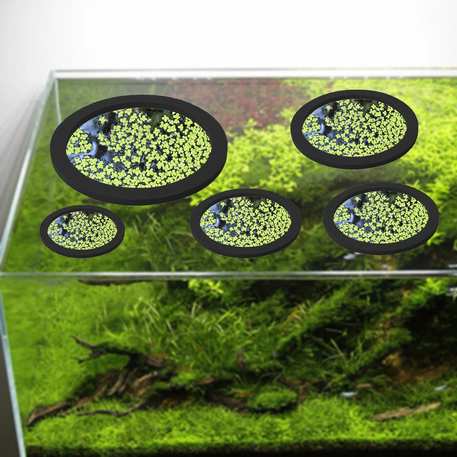 5Pcs EVA Fisch Fütterung Ring  – Aquarium Fish Types Bewertung und Preis