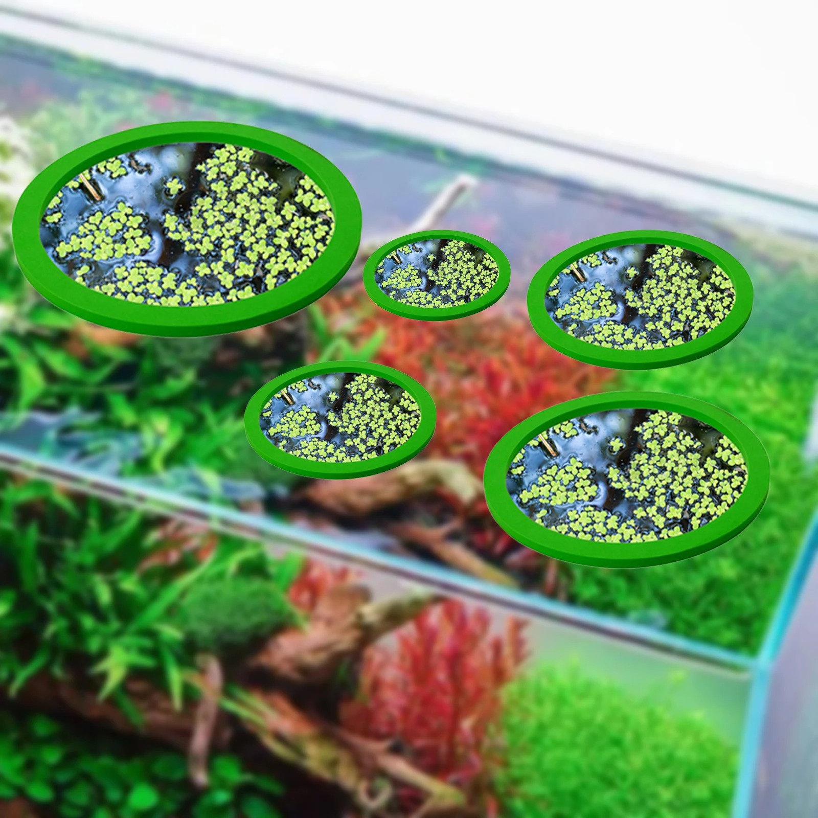 5Pcs EVA Fisch Fütterung Ring  – Aquarium Fish Types Bewertung und Preis